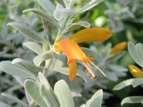 Eremophila glabra