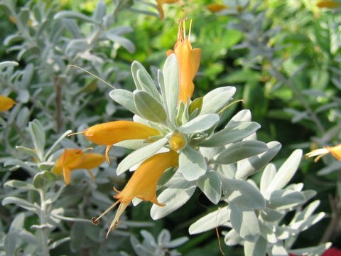 Eremophila glabra