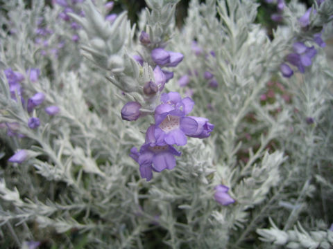 Eremophila nivea