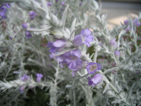 Eremophila nivea