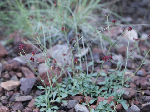 Eriogonum abertianum