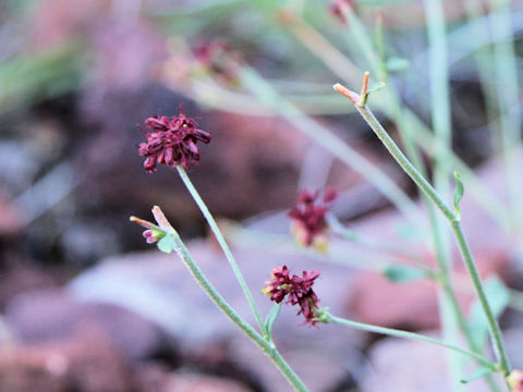 Eriogonum abertianum