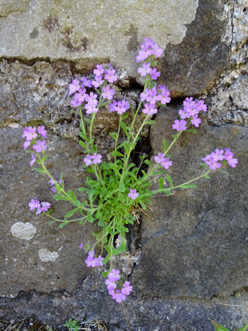 Erinus alpinus