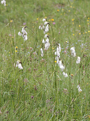 Eriophorum angustifolium