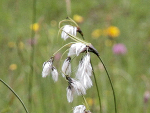 Eriophorum angustifolium