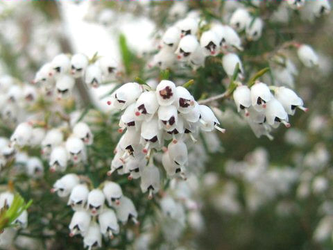 Erica arborea