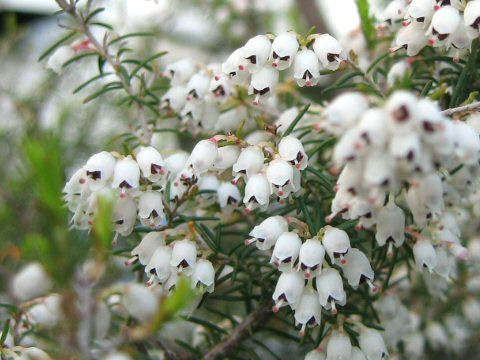 Erica arborea