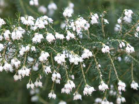 Erica arborea