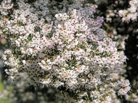 Erica arborea