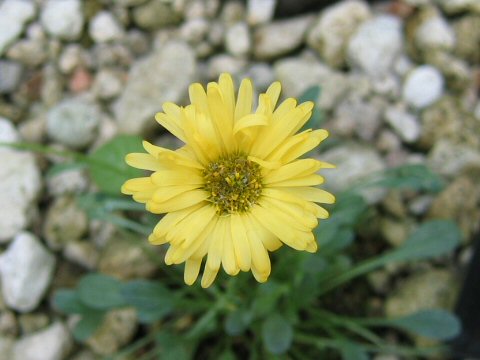 Erigeron aureus