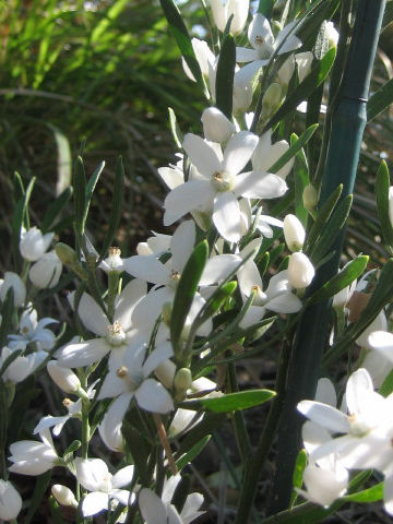 Eriostemon australasius