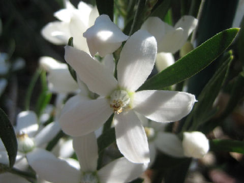 Eriostemon australasius