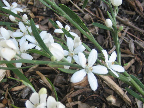 Eriostemon australasius