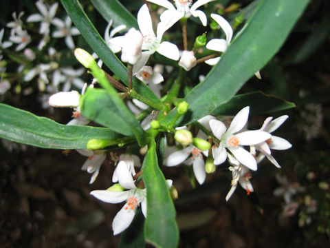 Eriostemon australasius