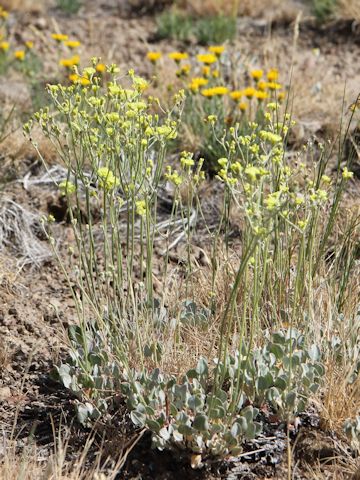 Eriogonum caespitosum