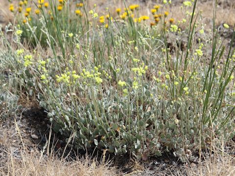 Eriogonum caespitosum