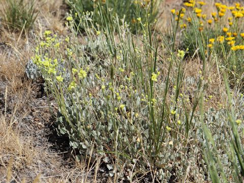 Eriogonum caespitosum