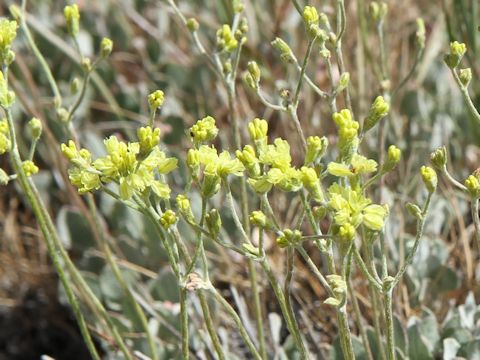 Eriogonum caespitosum