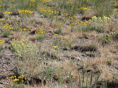 Eriogonum caespitosum