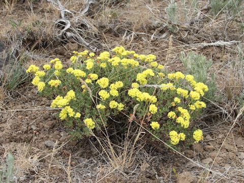 Eriogonum caespitosum