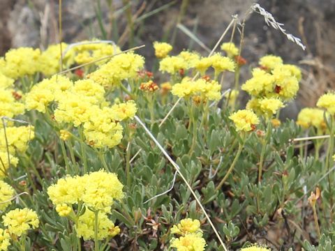 Eriogonum caespitosum