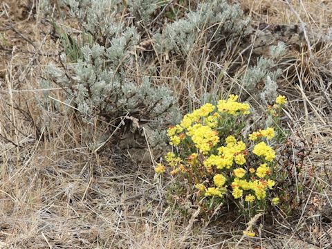 Eriogonum caespitosum