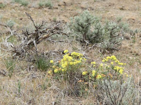 Eriogonum caespitosum