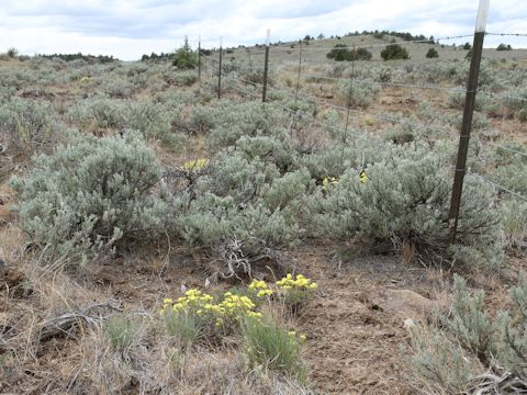 Eriogonum caespitosum