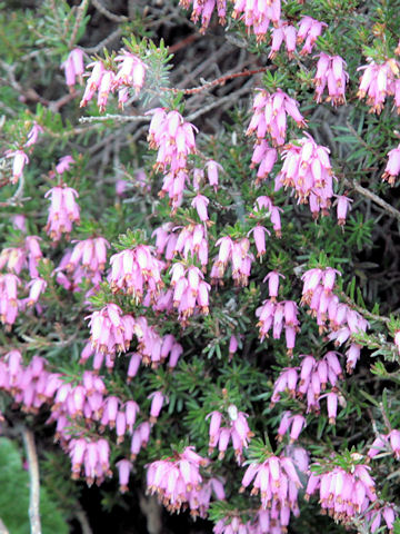 Erica carnea