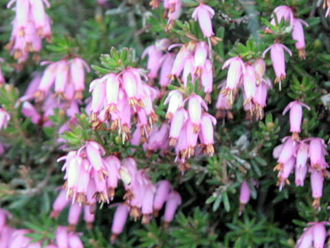 Erica carnea