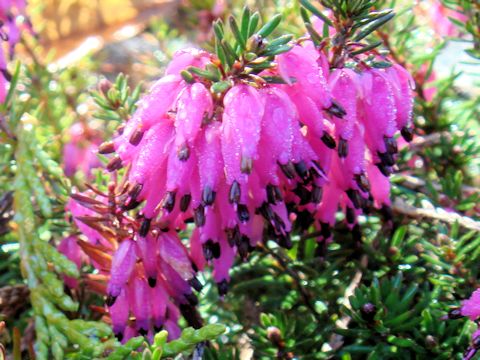 Erica carnea cv. Virellii