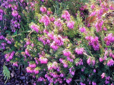 Erica carnea cv. Virellii