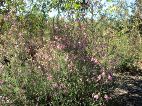 Erica carnea