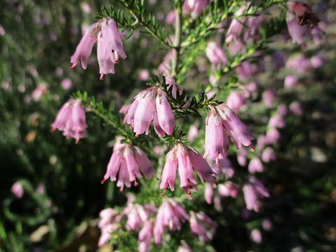 Erica carnea