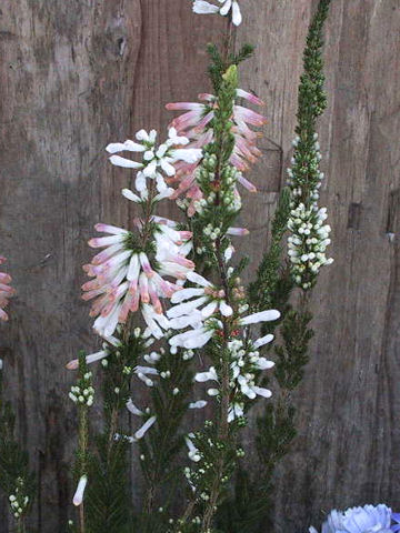 Erica colorans