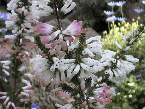 Erica colorans