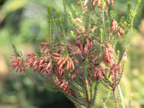 Erica colorans