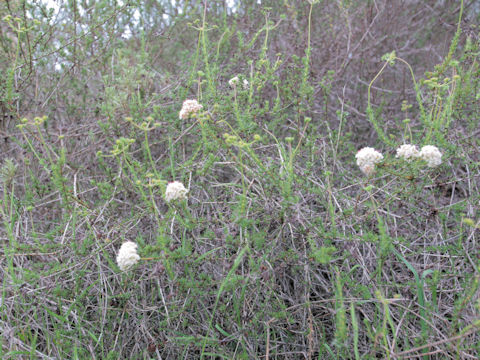 Eriogonum fasciculatum