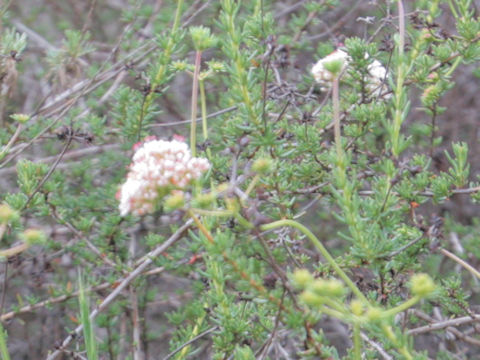 Eriogonum fasciculatum