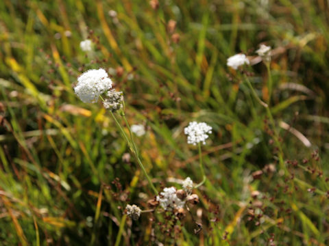 Eriogonum fasciculatum