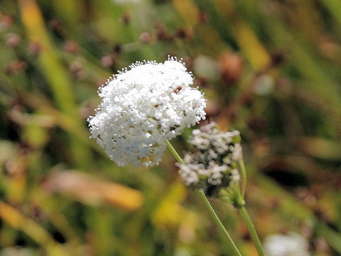 Eriogonum fasciculatum