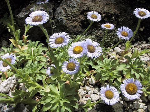 Erigeron flettii