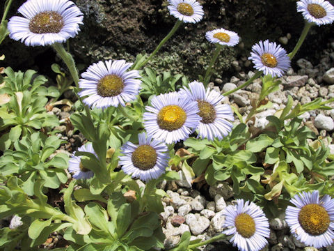 Erigeron flettii