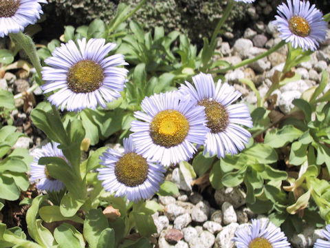 Erigeron flettii