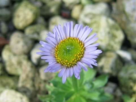 Erigeron flettii