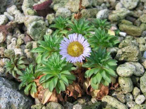 Erigeron flettii