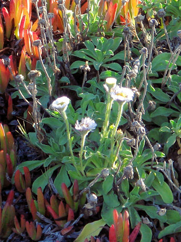 Erigeron glaucus