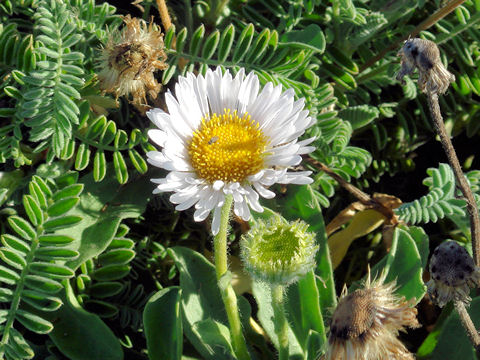 Erigeron glaucus