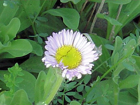 Erigeron glaucus