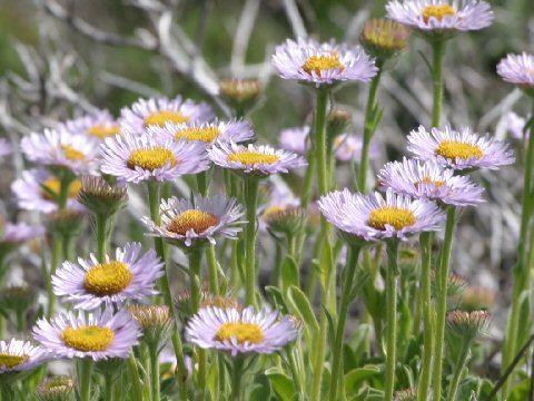 Erigeron glaucus